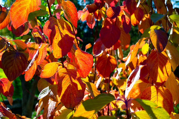 Podzimní barvy v listí stromů v parcích v Madridu, ve Španělsku. Evropa. Fotografie. - Fotografie, Obrázek