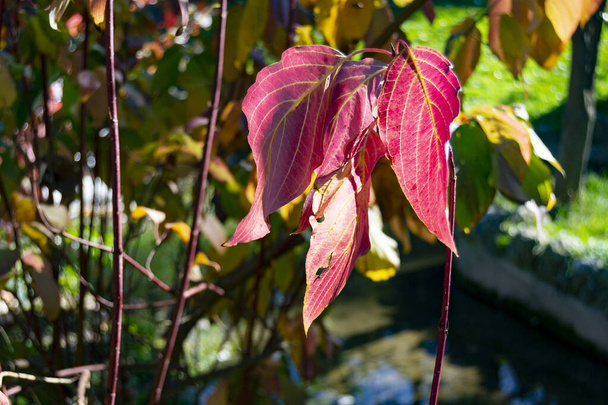 Осенние цвета в листьях деревьев в парках Мадрида, в Испании. В Европе. Фотография. - Фото, изображение