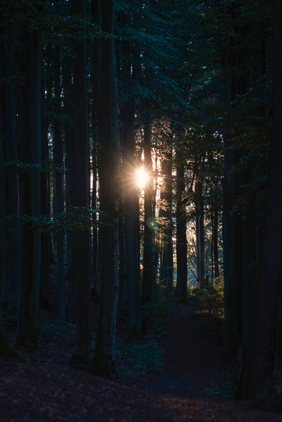 Nízké slunce svítí v letním lese. - Fotografie, Obrázek
