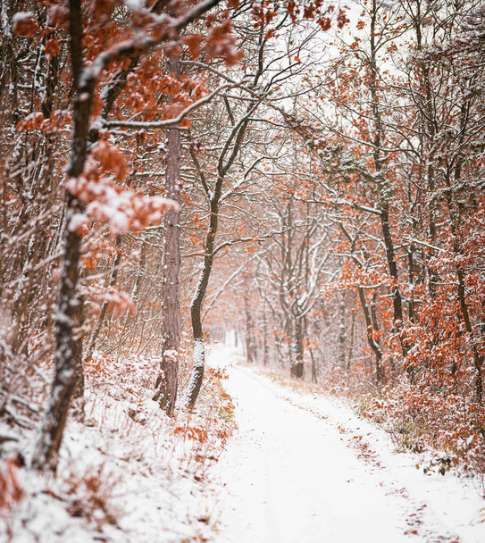 Nice winter scene covered with snow - Zdjęcie, obraz