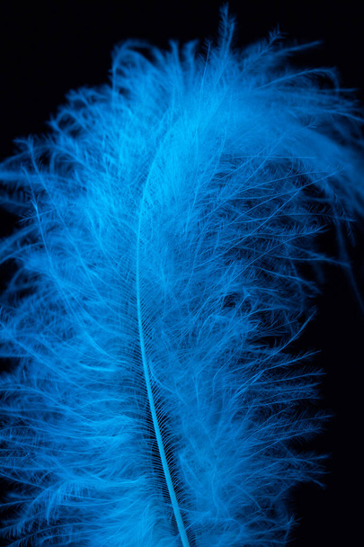 Μακρό πλάνο από λευκό φτερό, λαβή μαλλιών σε μπλε φως σε μαύρο φόντο  - Φωτογραφία, εικόνα