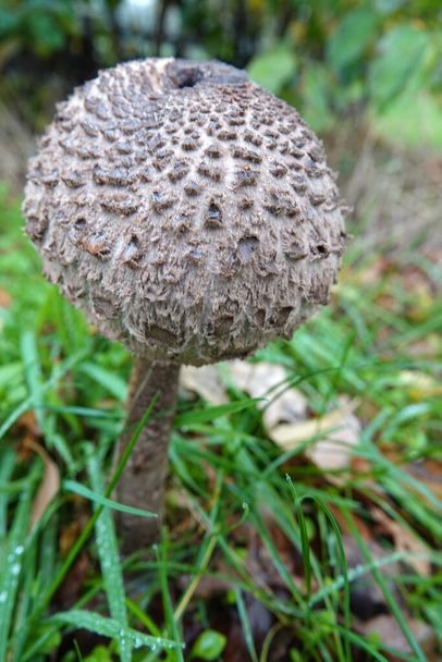 One parasol mushroom or Macrolepiota procera standing in the grass. Seen in Wilsum, Germany - Photo, Image
