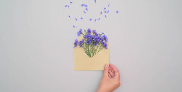 Woman holding opened envelope with corn flowers on gray background with copy space. Top view, flat lay. Flower delivery, love, wedding concept. - Foto, afbeelding