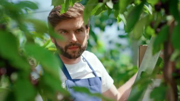 Uomo giardiniere raccolta rami di ciliegio albero in piantagione Ritratto - Filmati, video
