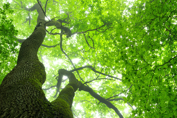 Green forest tree - Foto, afbeelding