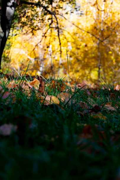 スペインの青い日にマドリードの公園で秋の色の木。ヨーロッパだ。写真. - 写真・画像