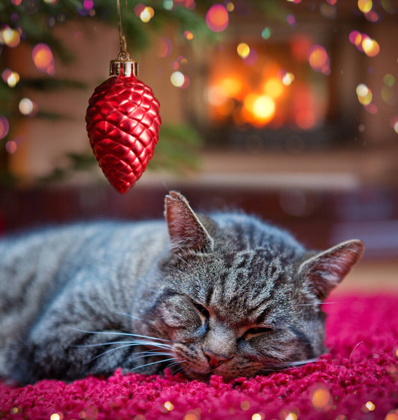 Christmas background with gray cat sleeps comfortably near the fireplace. - Photo, Image