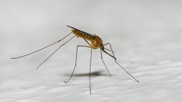 Detailní záběr profilu komára na bílém pozadí. Culex pipiens. Nebezpečný bodavý hmyz s malými kapkami červené sekrece. Přenašeč nemocí přenášených komáry, jako je malárie nebo encefalitida. - Fotografie, Obrázek