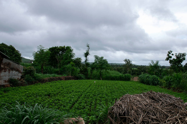 Bellissimo campo agricolo indiano circondato da alberi verdi, piccolo riparo accanto alla fattoria, mazzo di bagassa di canna da zucchero conservato in un angolo del terreno agricolo. . - Foto, immagini