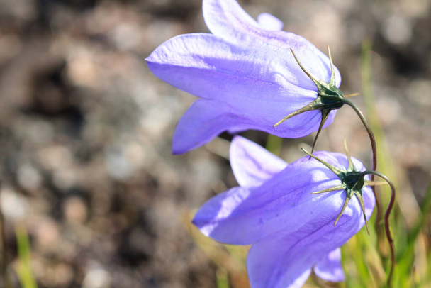 Focus selettivo, fiori di BlueBell selvatici nella tundra. Violetta dolce campanula fiore sullo sfondo naturale. - Foto, immagini