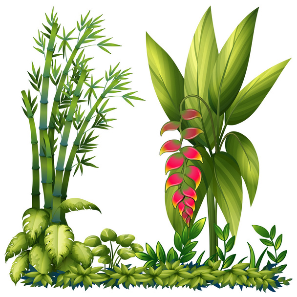 plantas ornamentais
 - Vetor, Imagem