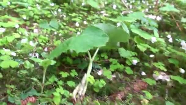 hd many fresh wood sorrel near a clear brook in the forest in spring - Footage, Video