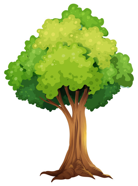 een reusachtige boom - Vector, afbeelding