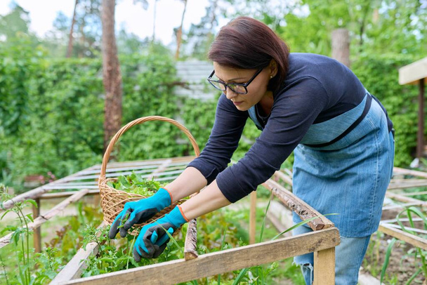 Woman picking lettuce arugula leaves in basket on garden bed in greenhouse - 写真・画像