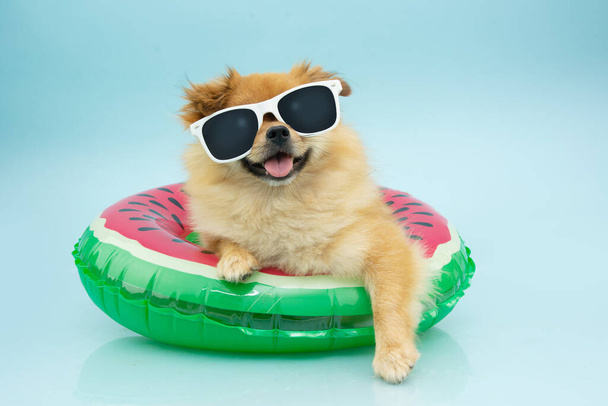 Portrait small pomeranian dog going on vacations on summer inside of an  watermelon inflatable. Isolated on blue background - Foto, afbeelding