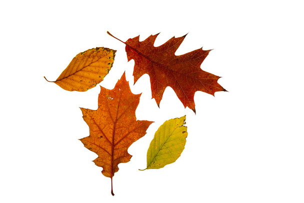 Mix of color fresh autumn leaf on white background - Foto, imagen