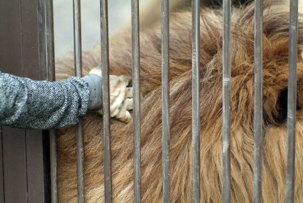 um homem coça um leão em uma gaiola no zoológico, no verão - Foto, Imagem