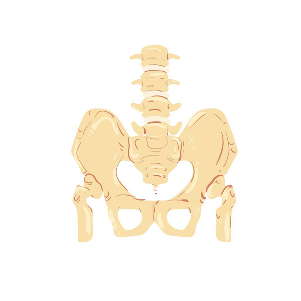 persona plana de dibujos animados columna vertebral y pelvis, anatomía esqueleto humano, material educativo vector concepto de ilustración - Vector, Imagen