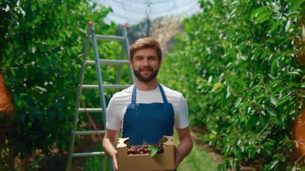 Jardinero presentando cesta de fruta de cereza de cosecha en invernadero huerto soleado. - Imágenes, Vídeo