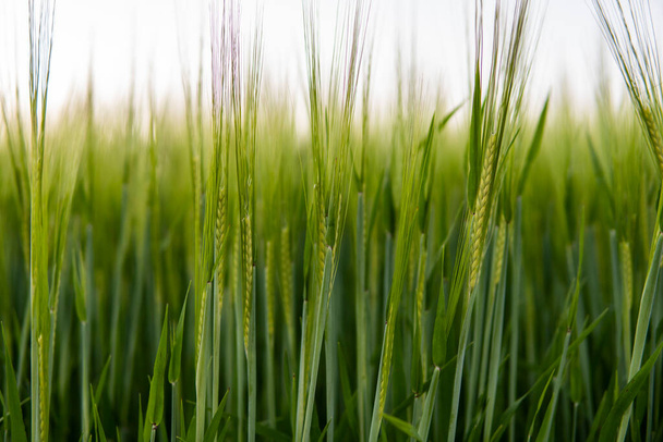 Young green barley growing in agricultural field in spring. Unripe cereals. The concept of agriculture, organic food. Barleys sprout growing in soil. Close up on sprouting barley in sunset. - Фото, изображение