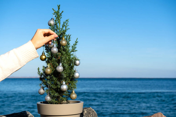 Small Chinese tree decorated with Christmas balls on granite stones by the sea.  Juniperus chinensis Stricta. Copy space - Photo, Image