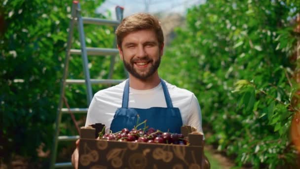 Kertésznő, aki édes rusztikus cseresznyés dobozt tart a szabadtéri mezőgazdasági ültetvényen - Felvétel, videó