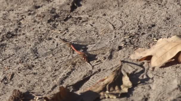 Libélula sentado en la arena. Dos libélulas se aparean mientras están sentadas en la arena - Metraje, vídeo