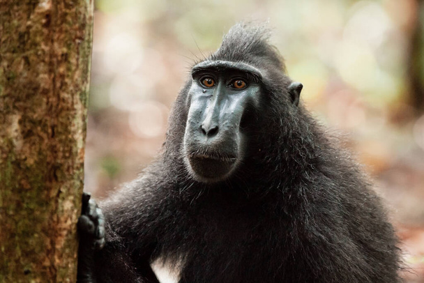 Un retrato de un triste macaco de cresta Sulawesi, Parque Nacional Tangkoko, Indonesia - Foto, Imagen