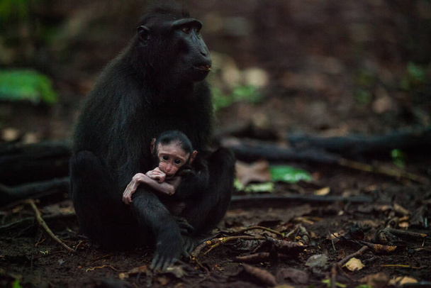 森の中に座っているマカナニグラの母親と赤ちゃん - 写真・画像