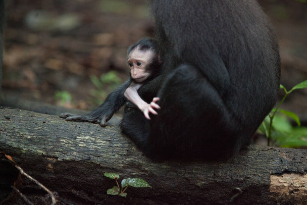 Cerrar broche de un bebé recién nacido macaca nigra - Foto, Imagen