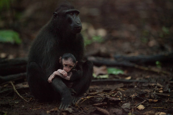 Madre y bebé macaca nigra en la selva de Sulawesi - Foto, imagen