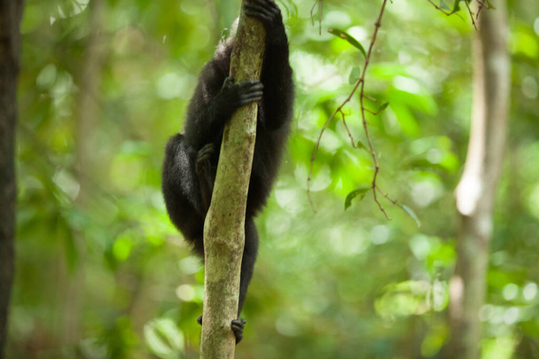 Un macaco negro trepa por la rama de la selva tropical - Foto, Imagen