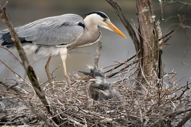 Grey heron nesting in the crown of tree. Heron on the nest. European spring wildlife. - 写真・画像