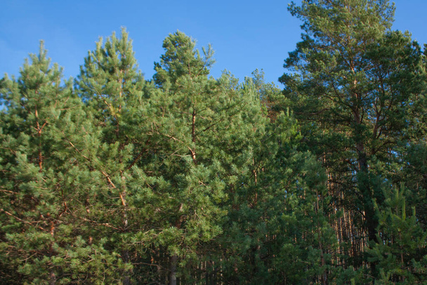 Green pines against a blue sky. Beautiful landscape on a bright sunny day. - Фото, зображення