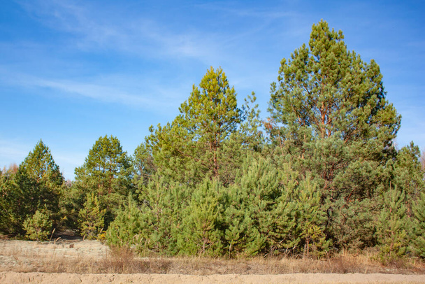 Coniferous trees and bushes under a clear blue sky. Forest landscape on a bright sunny day. - Foto, Bild