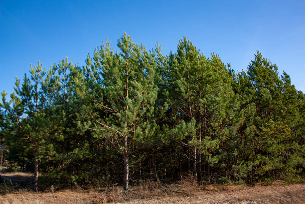 Green, coniferous trees under a clear blue sky in the forest. Beautiful forest landscape - Photo, Image