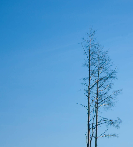The tops of birch trees against a clear blue sky. Lonely trees. - Fotografie, Obrázek