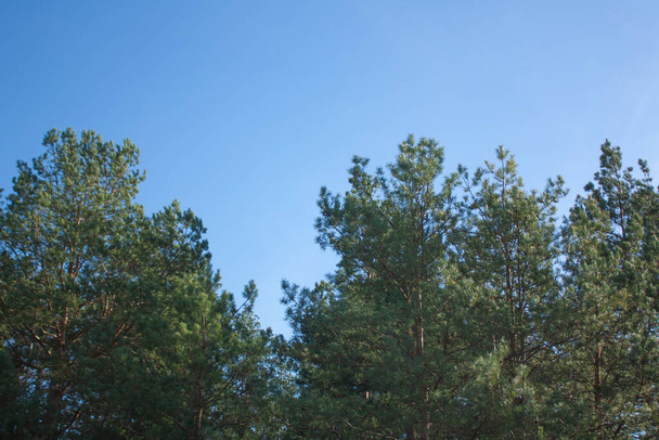 The tops of green pines against the blue sky. Beautiful landscape on a bright sunny day. - Φωτογραφία, εικόνα