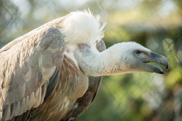 Vulture - Photo, Image