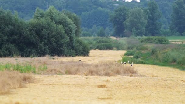 Egy felnőtt európai fehér gólya sétál egy mezőgazdasági területen. Vad mezei madár egy napos nyári napon. Szalma a nyári búzamezőn - Felvétel, videó