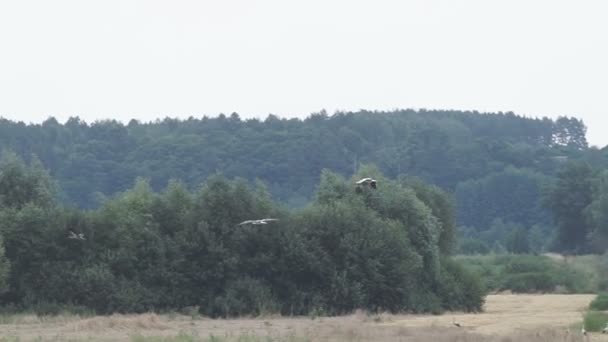 Egy felnőtt európai fehér gólya sétál egy mezőgazdasági területen. Vad mezei madár egy napos nyári napon. Szalma a nyári búzamezőn - Felvétel, videó