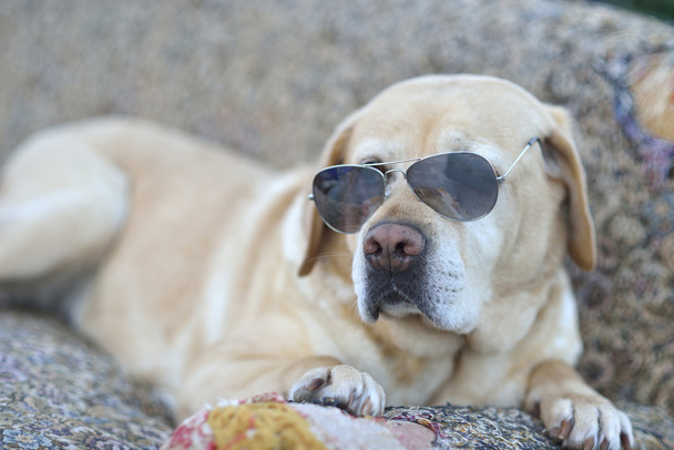 Labrador geri almak - Fotoğraf, Görsel