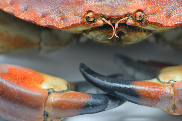 Cooked crab - Foto, imagen