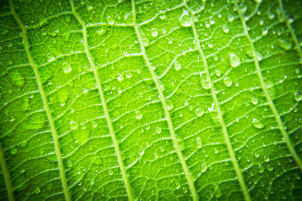 leaf texture - Photo, Image