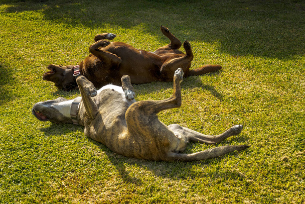 Senkronize köpekler yuvarlanıyor ve çimlerde sırtlarını kaşıyorlar. - Fotoğraf, Görsel