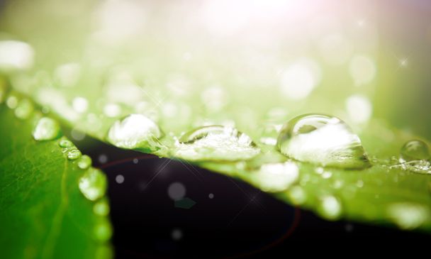 water drop on leaf - Photo, Image