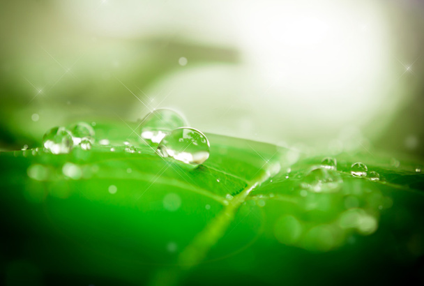 water drop on leaf - Photo, Image