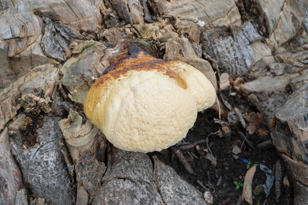 Iso polyporoottinen sieni, yleinen sieni vanhassa puunrungossa. Howrah, Länsi-Bengal, Intia. - Valokuva, kuva
