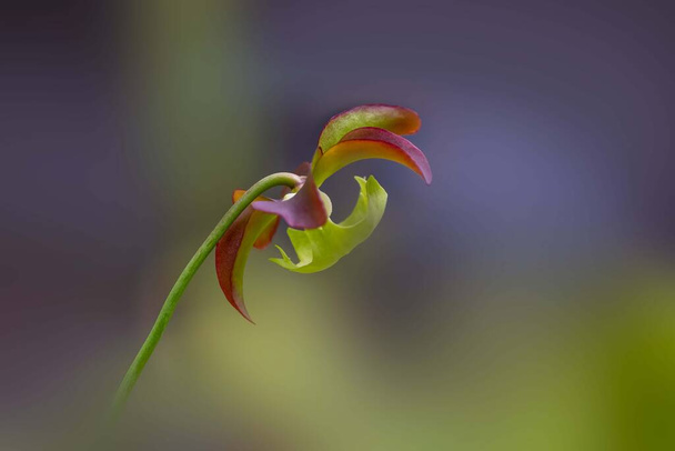 Colpo ravvicinato del fiore del Orchid della pantofola - Foto, immagini