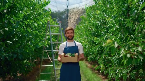 Вишневая ягода предпринимателя демонстрирует органическую коробку с продуктами питания в фруктовом саду. - Кадры, видео